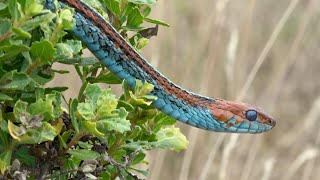 Dick in hand, snake in bush