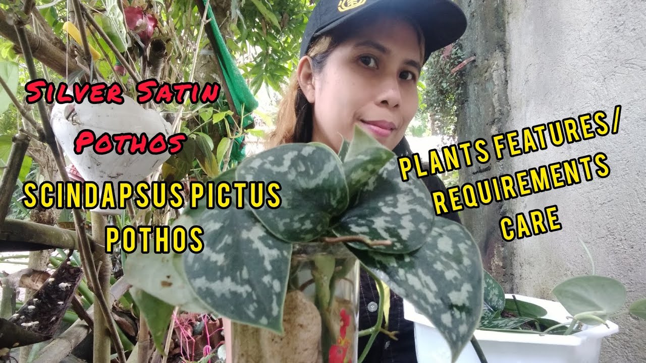 Scindapsus Pictus Argyraeus/ Features/Care/Plants Requirements