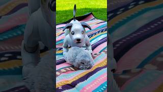 Moflin And Aibo Ai Pet Robot