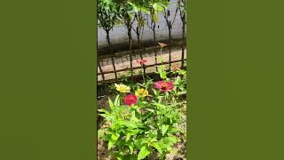 selalu indah di pandang#dedymulyadi #egoadriano #sinauhurip #pratiwinoviyanthi