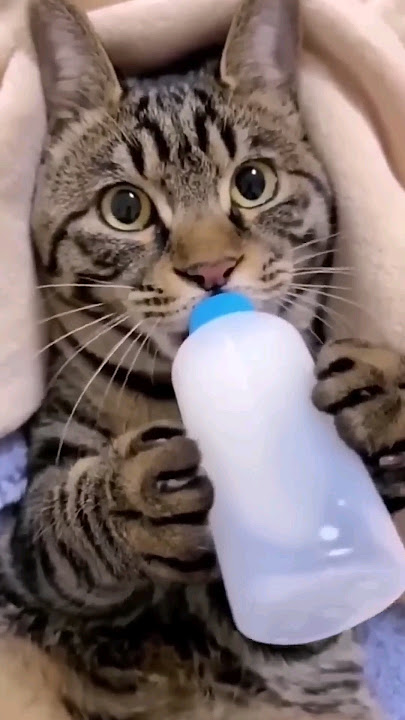 Bayi kucing mau minum susu‼️ #shorts #abilfatankey