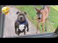 Funniest animals  try not to laugh cats and dogs   charlie 19