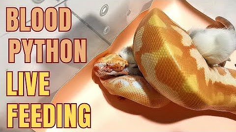 face to face. blood python live feeding. #snake #reptiles #livefeeding #bloodpython