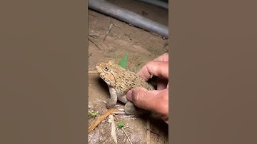 Top Learning Tools for Tech Enthusiasts #shorts #shortsfeed #viralshorts 🍓 #frog