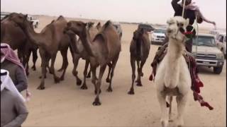 خلف الشلاحي الفوز ٢٠١٧