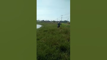 Khoảnh khắc lấy cá | Câu cá lóc tự nhiên| #Shorts