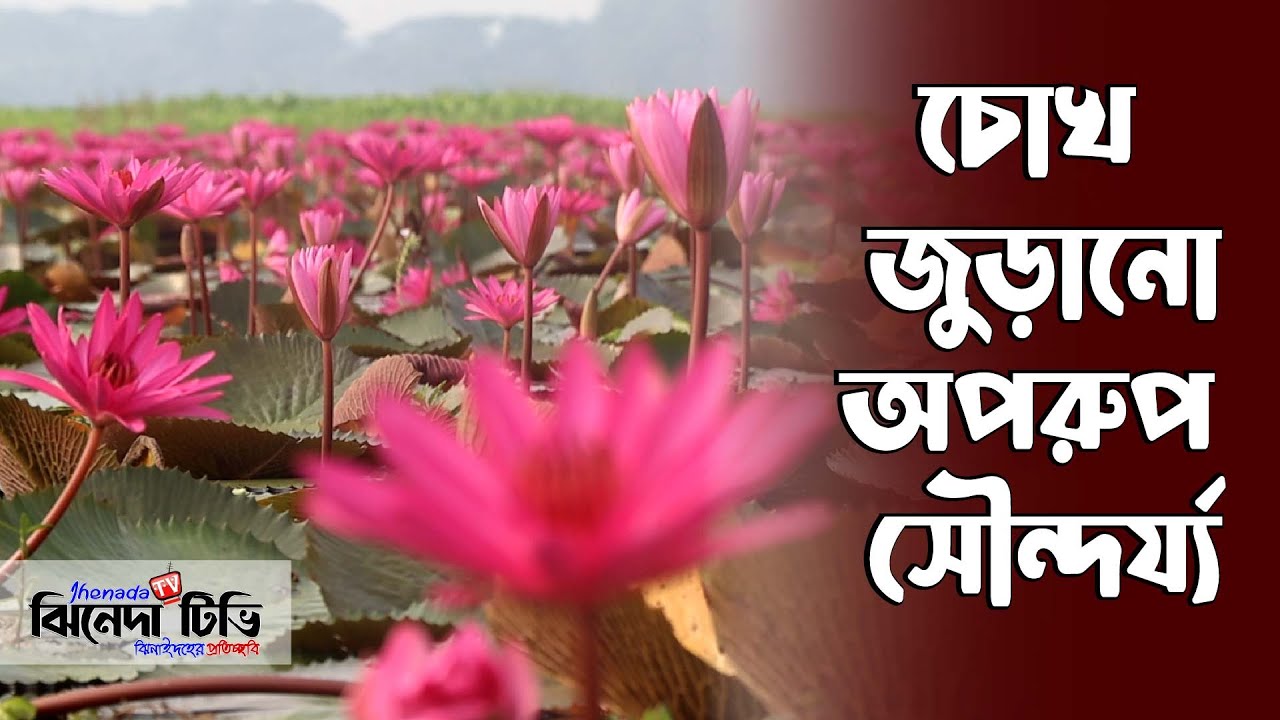 লাল শাপলা বিল । Lal Shapla Bill । Satla Shapla Bill Barishal । Branding Bangladesh I Episode : 01
