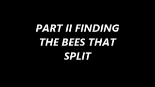 Found Them! I Know What Happened to My Splits! Bees and Queen Made Their Way Back to Original Hive!