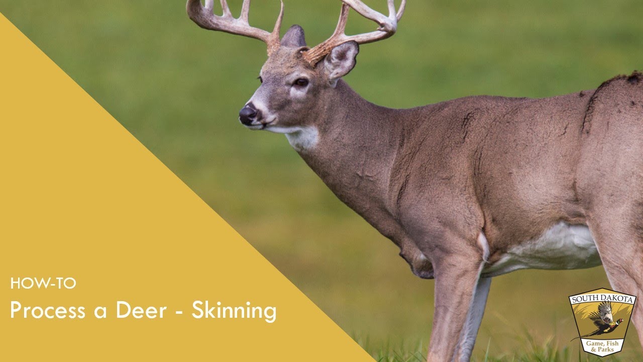 Deer Processing Skinning YouTube