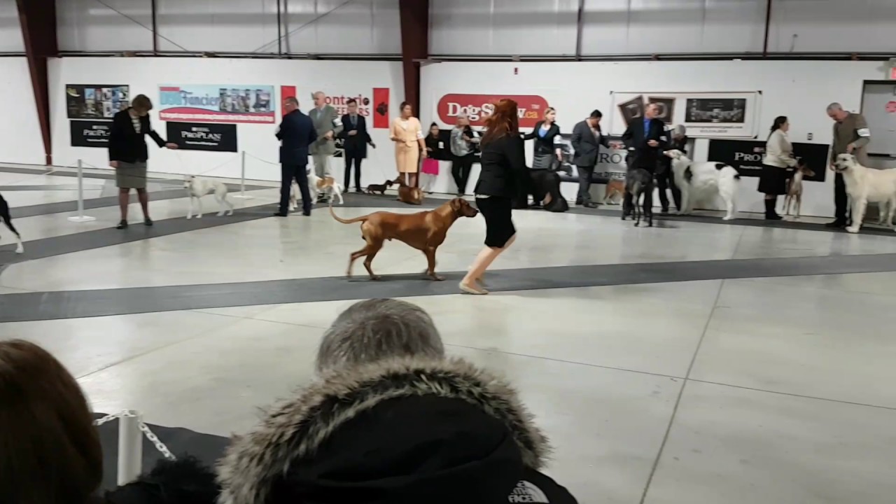 Ontario Breeders Hound Group Sar.Mar.4/2017 Sheri and her beautiful