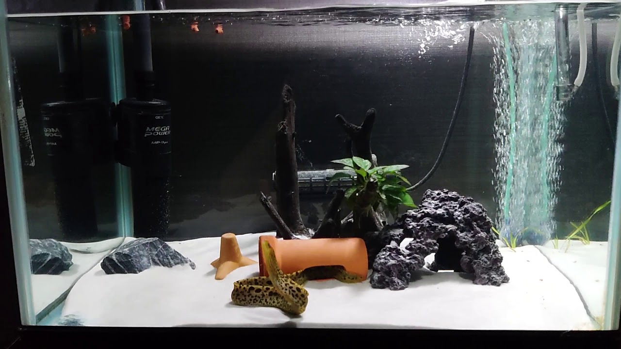 11種をご紹介 体型や泳ぐ姿が面白い 珍しい熱帯魚を飼いやすさと共に解説 たまおはアクアリウムを流行らせたい