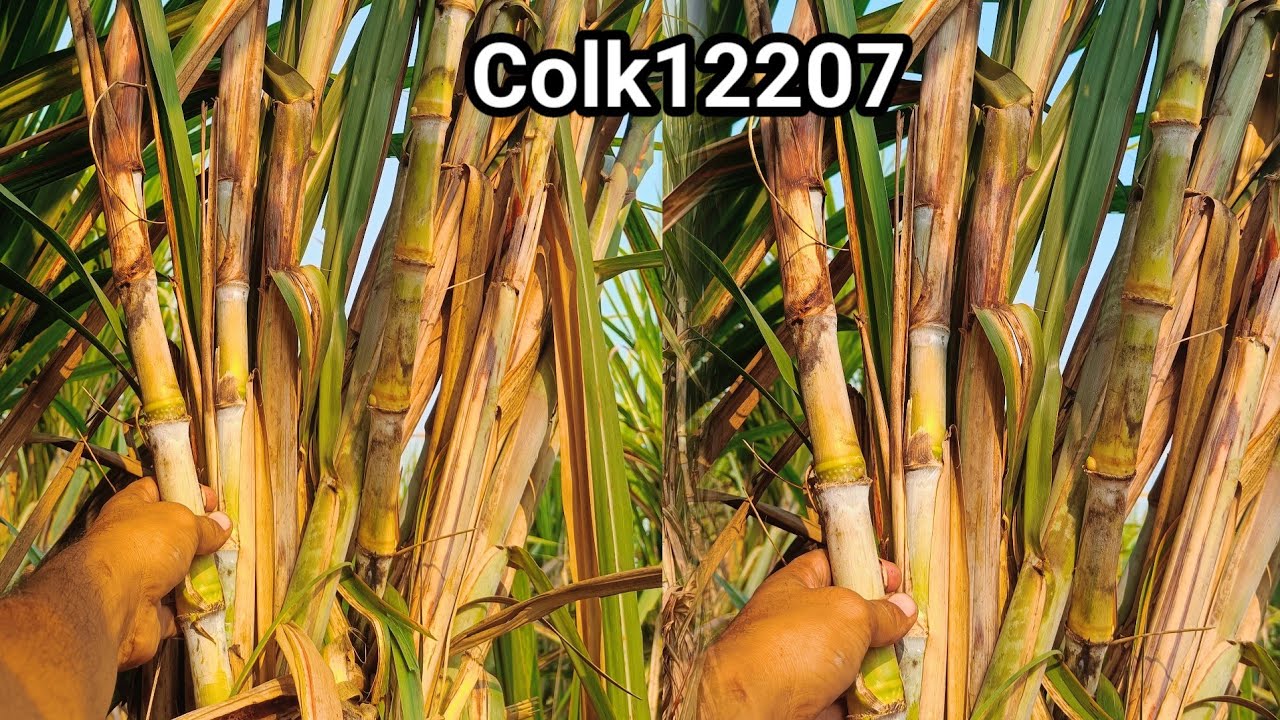 Colk 12207 गन्ना किस्म | सम्पूर्ण जानकारी | Colk 12207 sugarcane variety ...