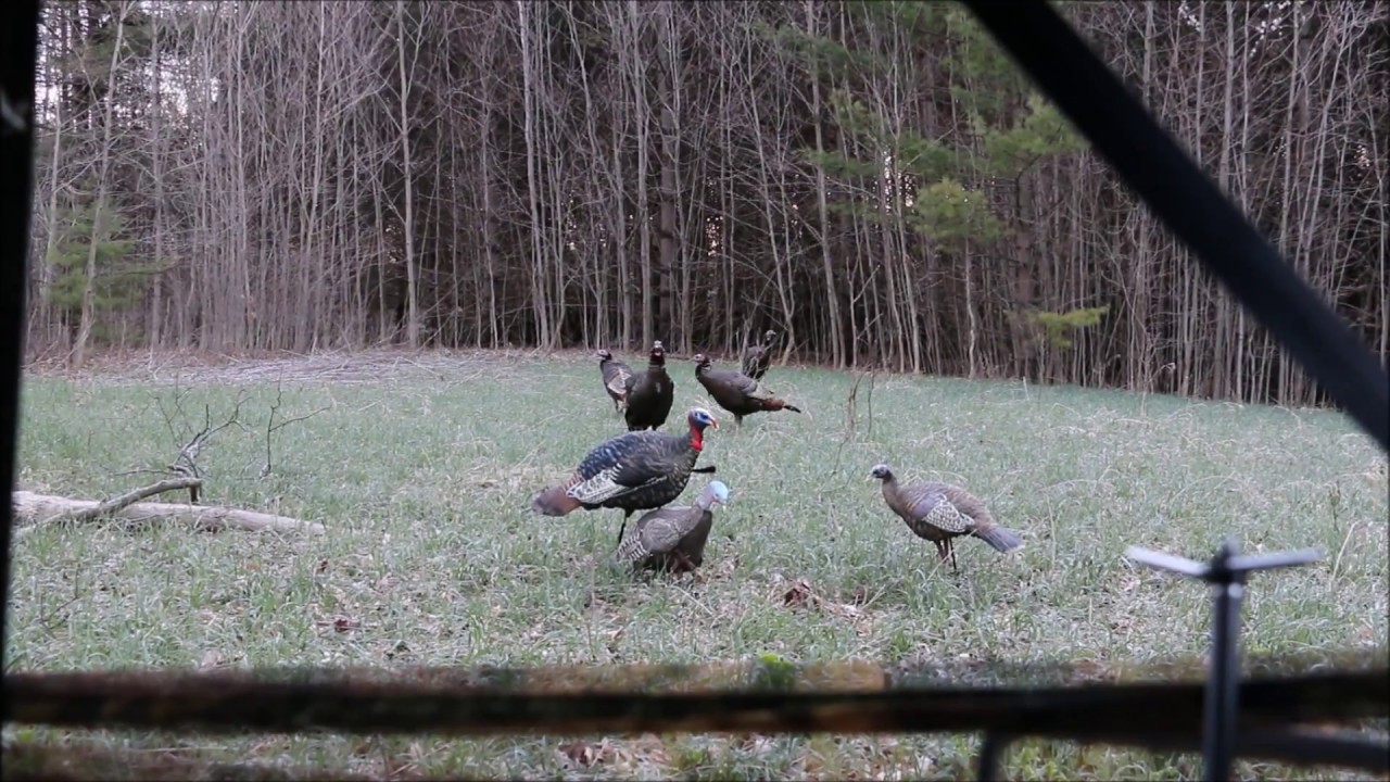 TURKEY HUNTER..2016 Ontario Turkey Hunting..Crossbow Decap.. YouTube