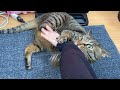 彼女が凶暴猫と遊んでいたらブチギレられて死亡ww
