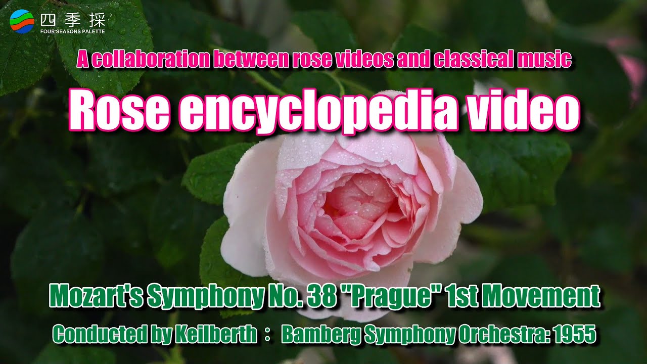 A rose encyclopedia and Mozart's classical music