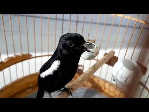Video chích chòe đất - luyện giọng chòe đất hót hay nhiều... - youtube