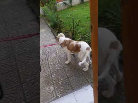 20200929 RESCUED FROM THE STREETS BULGARIAN BARAK MUM AND HER PUPPY LEARNING TO LIVE INDOORS