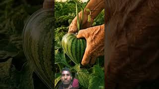 #watermelon #fruit #freshly #satisfying @FunnyComedy-s4b