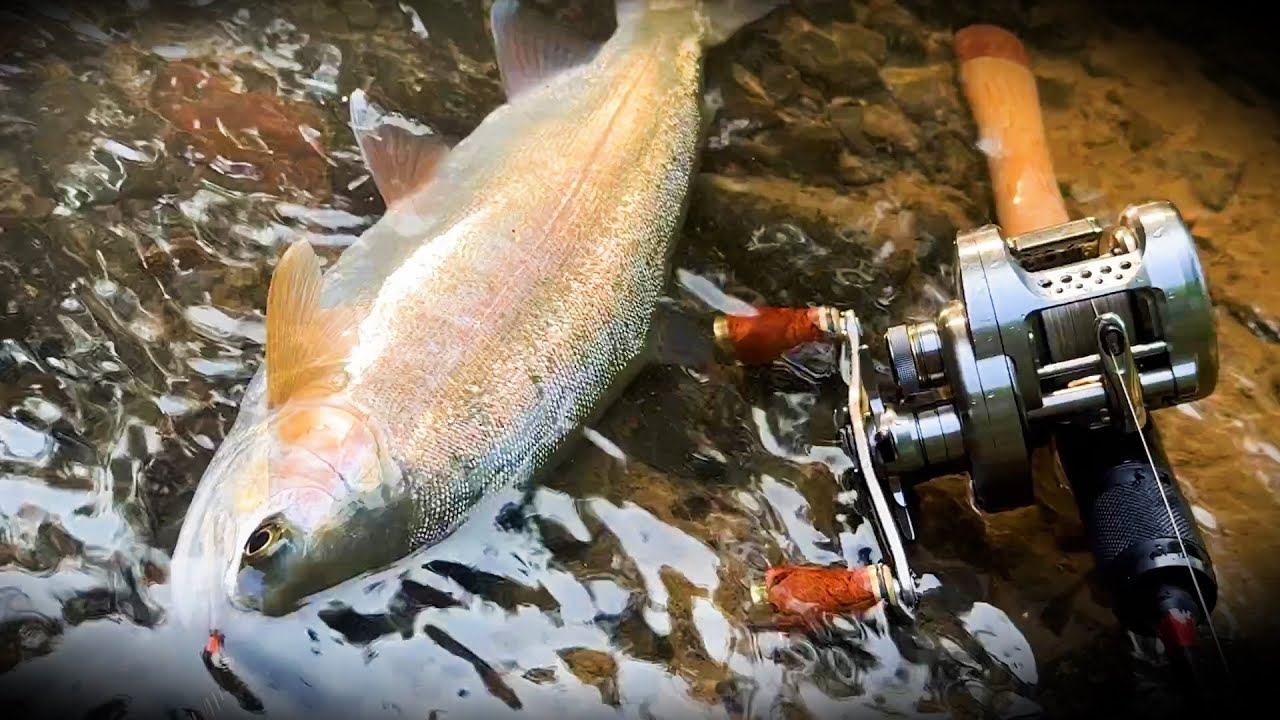 綺麗な蓬莱鱒が住む山奥の渓流