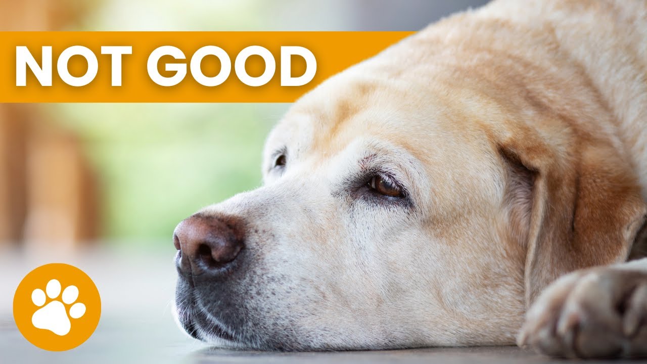 12 Signs A Dog Is Dying