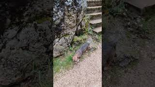 Krupa Waterfalls Водопад Крупа