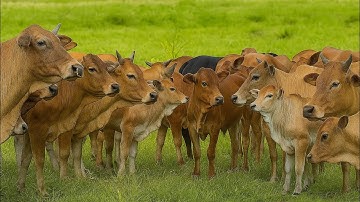 Video Hewan ternak Sapi - Suara Sapi Lembu di Ladang Memanggil Kawan untuk Pulang ke kandang di desa