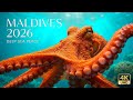 PURE SERENITY 🌊 Dolphins & Vibrant Coral Reefs - 4K Tropical Paradise Meditation