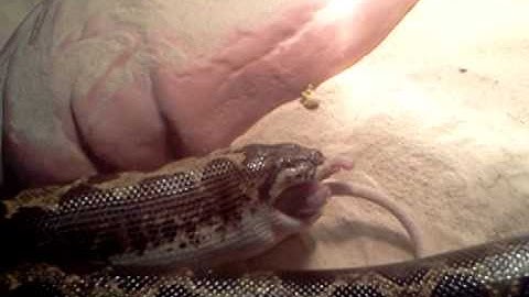 Snake Feed Time Pt 2