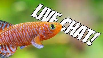 Fish Tank Chat LIVE!