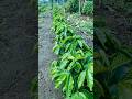 proses yang panjang untuk hasil maksimal #farming #agrikultur #nature #teknikpertanian #satisfying