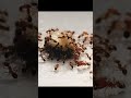 A #ant #poison that can kill you in 350 #stings | #shorts Part 08