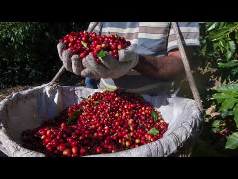 فيديو: ما تريد أن تعرفه عن القهوة