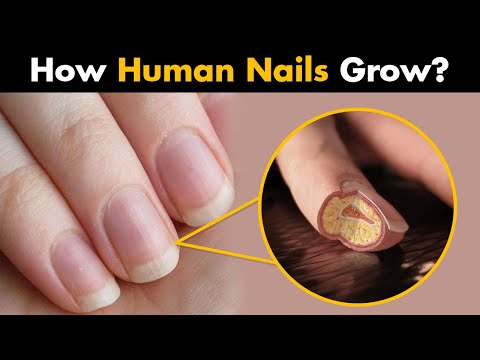 What Your Fingernails Say About Your Health | What's Good by V | Fingernail  health, Nail health, Health signs