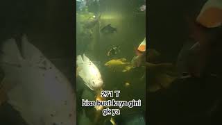 seandainya aku punya 271 T #petani #ternakburung #aquarium