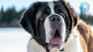 #02 Unveiling the Challenges of Saint Bernard Ownership💥 by Pets Avenues 21 views 11 months ago 2 minutes, 48 seconds
