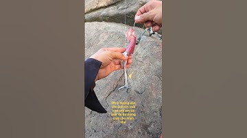 Cách móc mực đơn giản hiệu quả nhất #cauca #caucabien #fishing #shorts