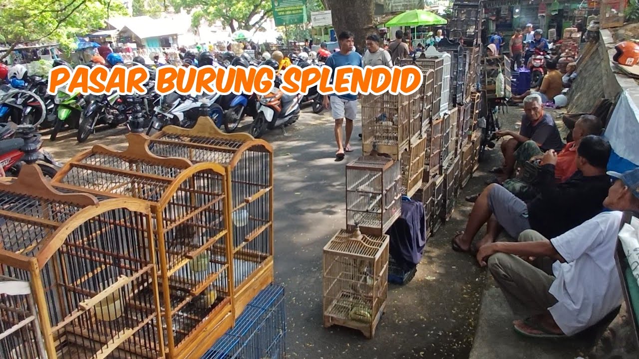 HARI MINGGU PASAR BURUNG SLENDID SANGAT RAMAI