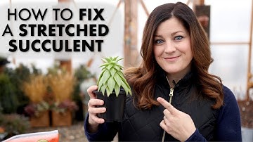 How to Fix a Leggy or Stretched Succulent! ✂️🌵// Garden Answer