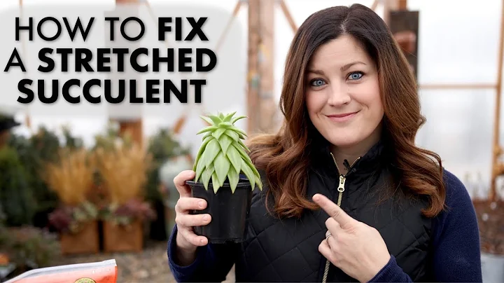 How to Fix a Leggy or Stretched Succulent! ✂️🌵// Garden Answer - DayDayNews