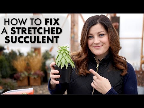 How to Fix a Leggy or Stretched Succulent! ✂️?// Garden Answer