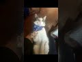 Un último adiós lleno de amor, gracias por todo amigo fiel…