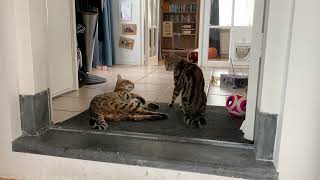 Old toy, new place - Ifness Bengal Cattery by Ilona Koeleman-Lubbers 82 views 1 year ago 1 minute, 10 seconds