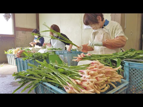 ＜動画deしずおか＋＞春の味覚　葉ショウガ出荷