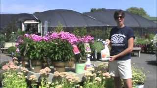 Bonide Fungus Control