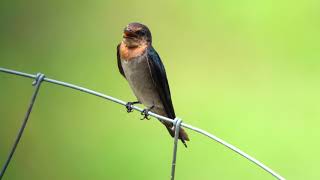 Pacific House Swallow   4K (Digiscoping with Kowa TSN99A   Sony RX100VA)