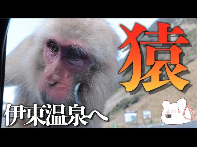 Ito Onsen] Encounter a monkey! Hagachizaki-en Monkey Beach - YouTube