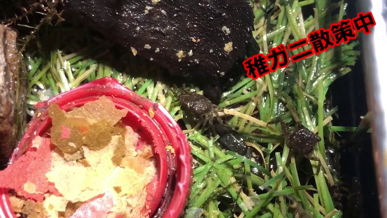 バンパイアクラブの稚ガニ動画 Youtube