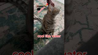 #be soft and cool…#subcribe #share #fypシ゚viral #catvideos #catplaying #like #shortvideo #cutecat screenshot 4