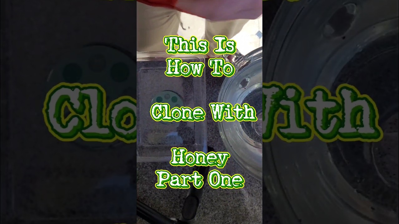How To Clone Using Honey As A Natural Root Hormone Educational Purposes Only