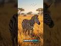 Hundreds of Ticks Attack This Zebra… Then a Tiny Bird Saves It!